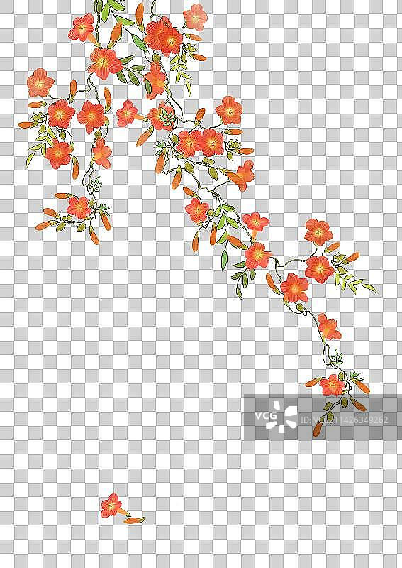 水彩风凌霄花图片素材