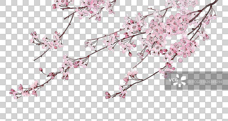 水彩风樱花图片素材