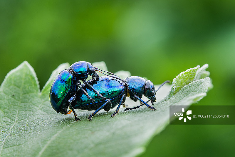 萝蘑肖叶甲交尾图片素材
