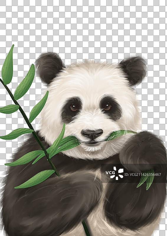 中国大熊猫国宝手绘插画元素图片素材