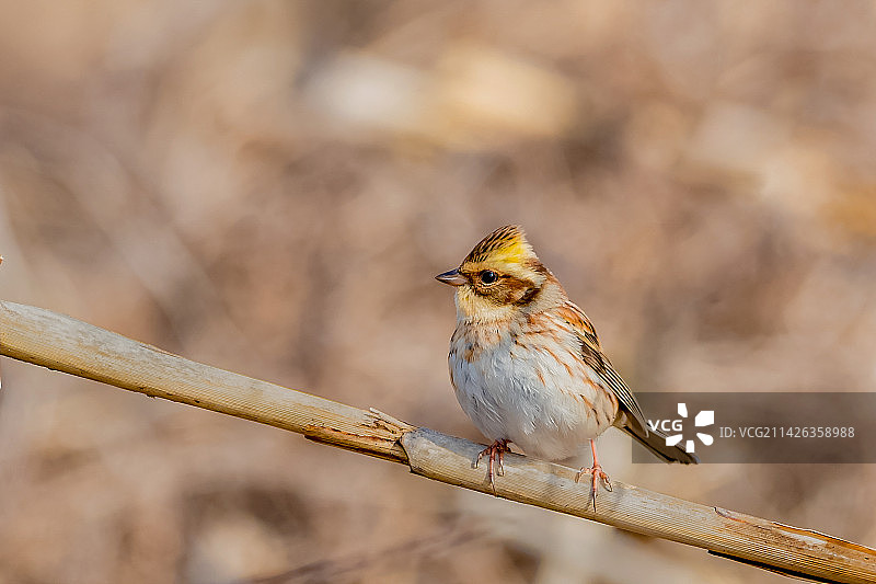 黄喉鹀图片素材
