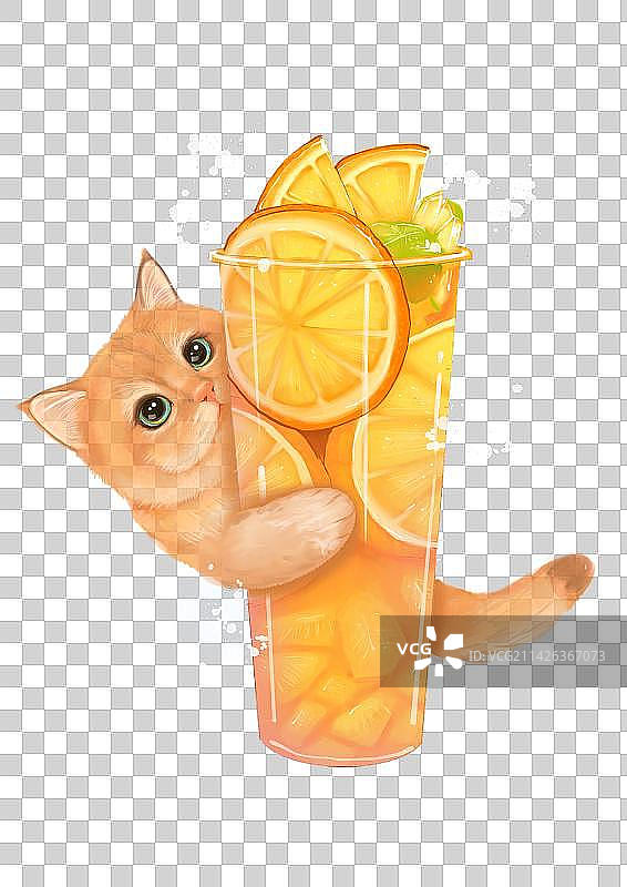 宠物猫咪金渐层果茶饮品插画图片素材