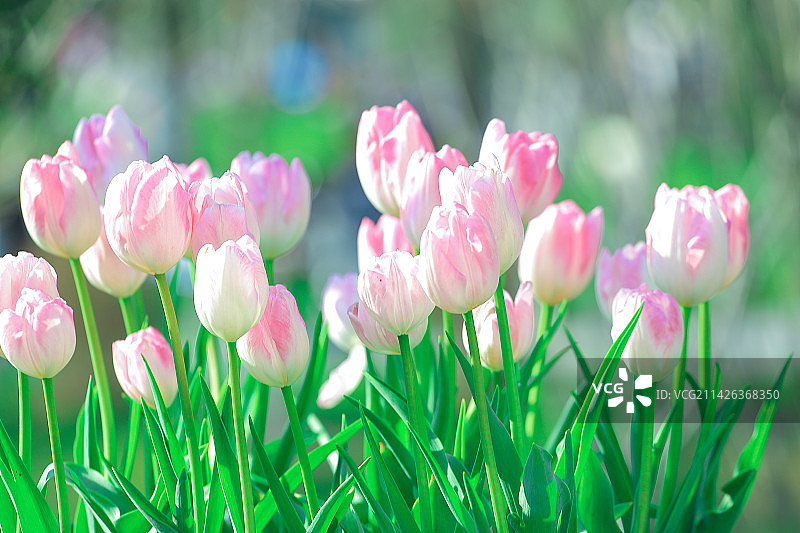 田野上粉红色花朵的特写镜头图片素材