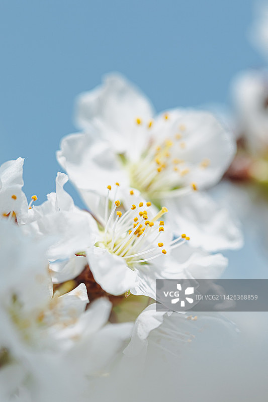 阳光明媚的春天，蓝天白云下，树上绽放的白色桃花 樱花的特写图片素材