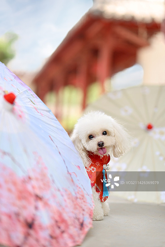 中国风的贵宾犬图片素材