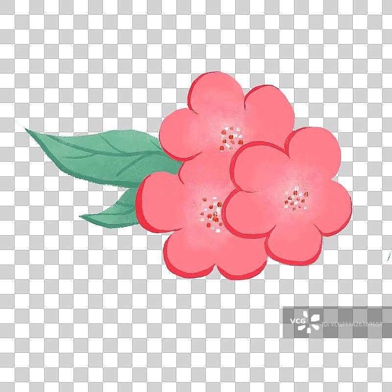 三朵樱花图片素材