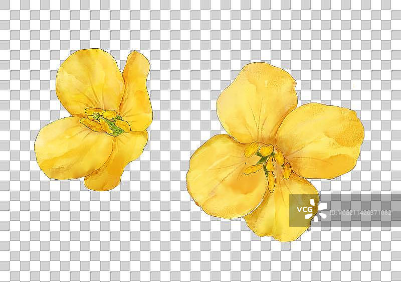 油菜花花朵图片素材