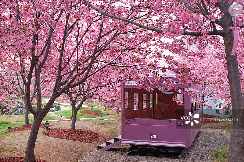 成都漫花庄园樱花季图片素材