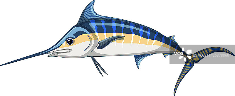 白色背景上的大西洋蓝枪鱼图片素材