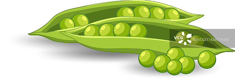 白色背景上的绿豌豆荚图片素材