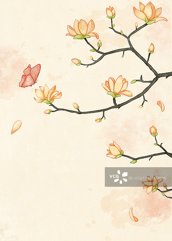 玉兰花和蝴蝶插画图片素材
