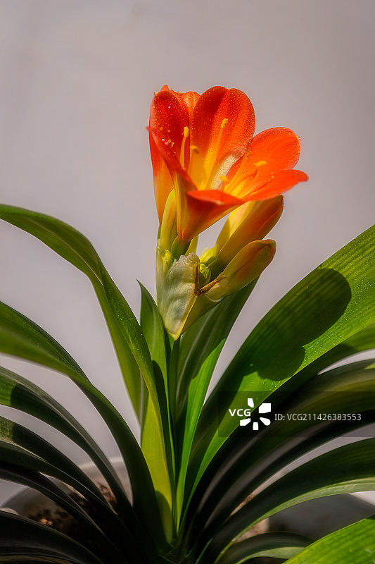 君子兰图片素材