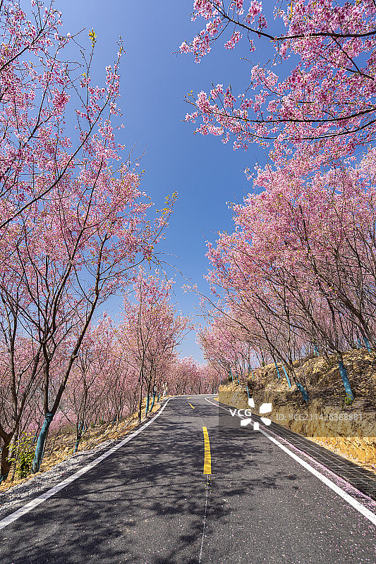 蓝天下樱花园里的柏油路图片素材