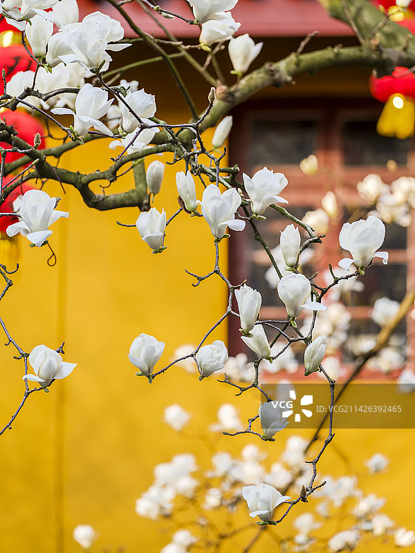 杭州千年古刹法喜寺500多岁古玉兰花开图片素材