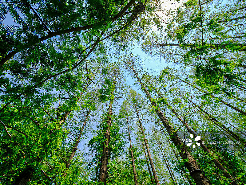 绿色水杉树林仰拍图片素材