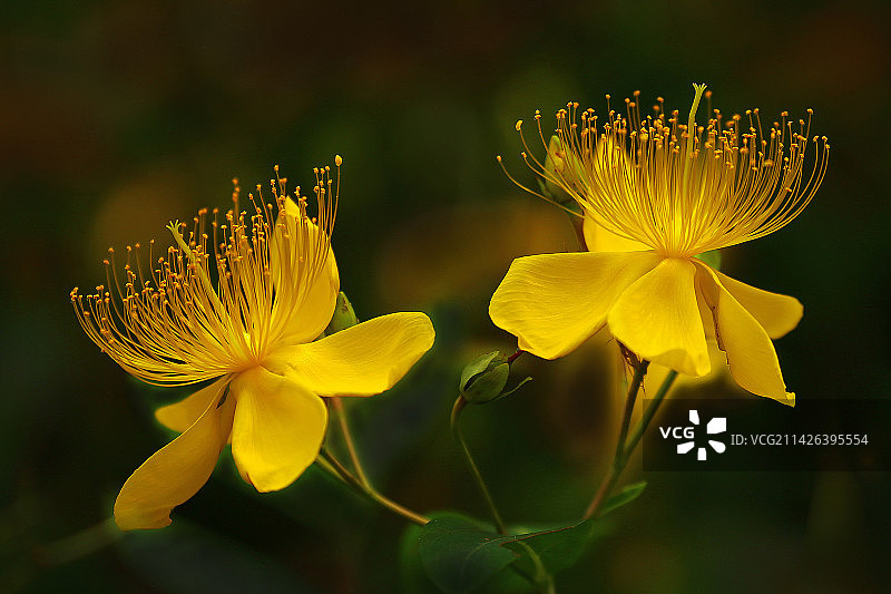 金丝桃图片素材