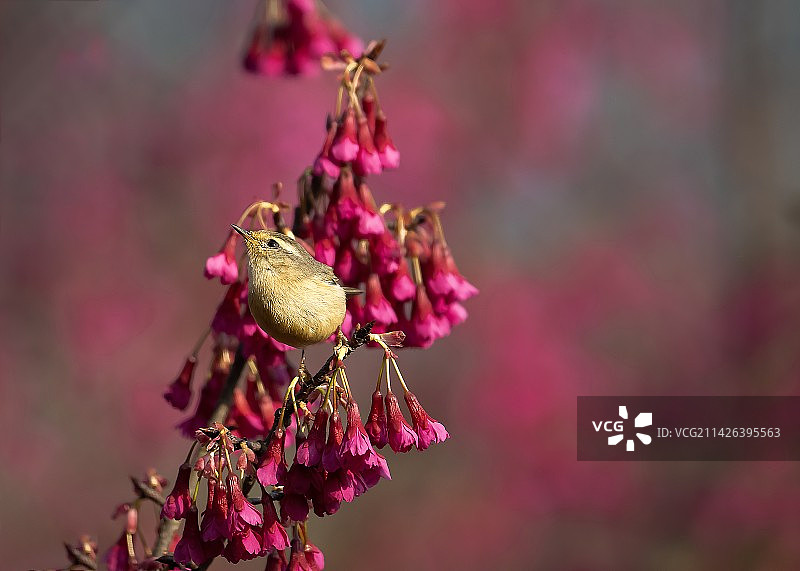 花鸟图    棕眉柳莺​图片素材
