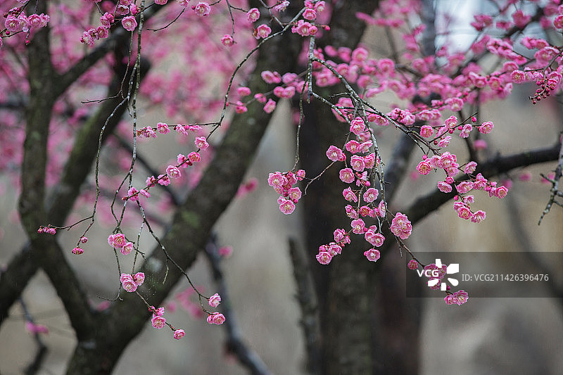 红梅绽放暗香来图片素材