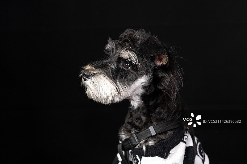 雪纳瑞图片素材