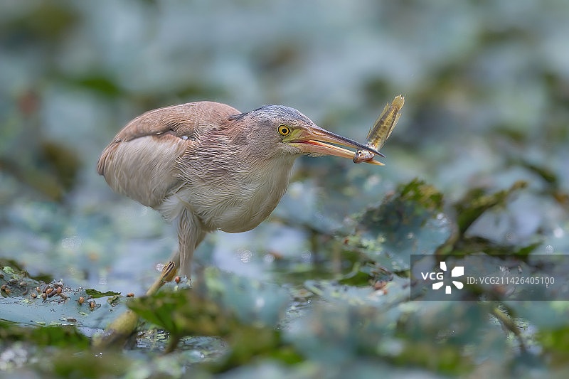 收获不大——黄苇鹣图片素材
