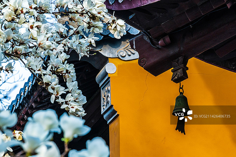 灵谷寺的玉兰花，江苏南京图片素材