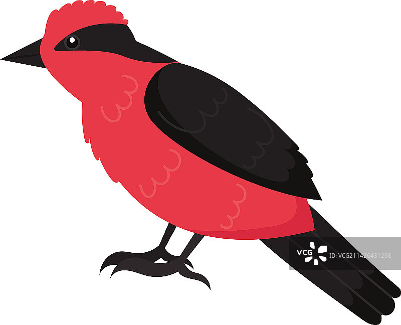 红色和黑色的鸟图片素材