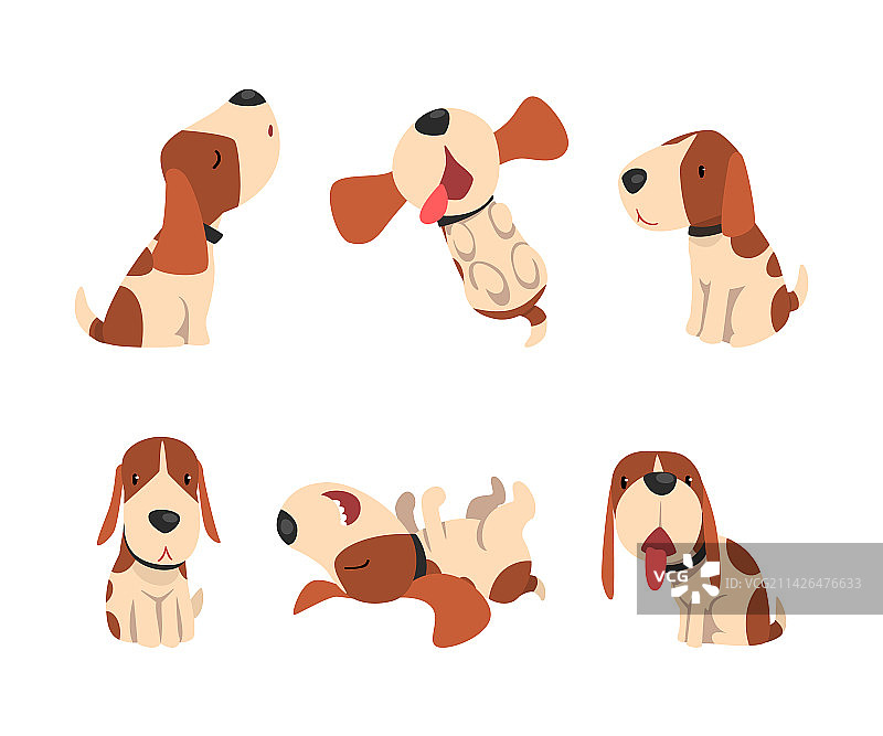 可爱的杰克罗素梗犬，有可爱的口鼻和皮毛图片素材