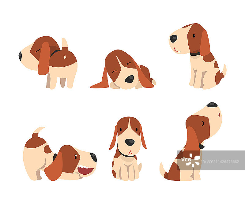 可爱的杰克罗素梗犬，有可爱的口鼻和皮毛图片素材