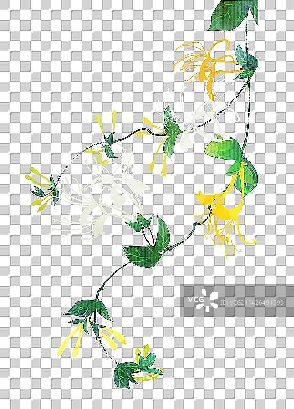 白色花卉系列金银花图片素材