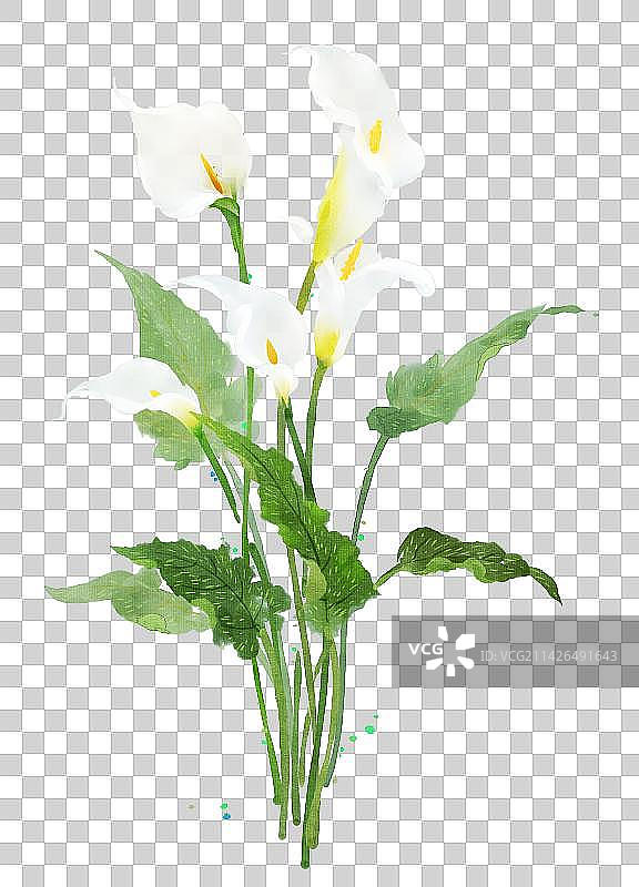 白色花卉系列马蹄莲图片素材