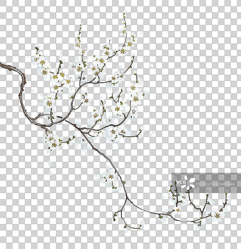 白色花卉系列梅花图片素材