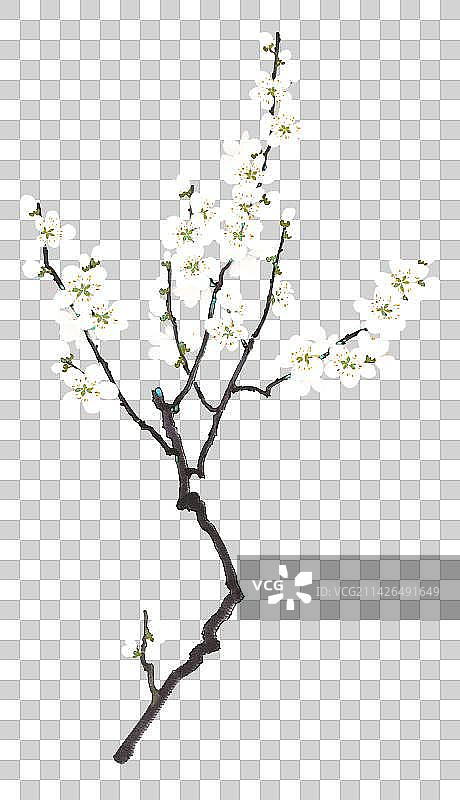 白色花卉系列梅花图片素材
