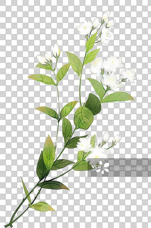 白色花卉系列茉莉花图片素材