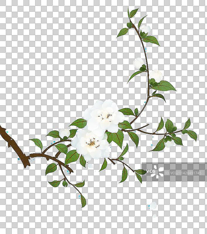 白色花卉系列山茶花图片素材