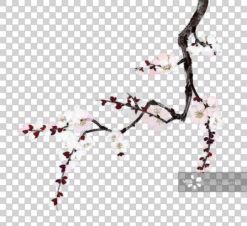白色花卉系列杏花图片素材