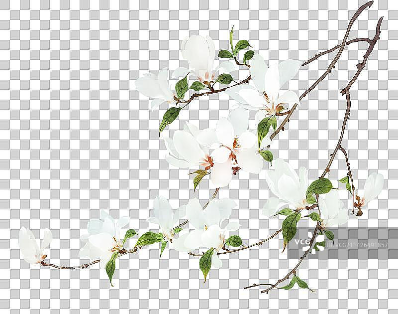 白色花卉系列玉兰花图片素材