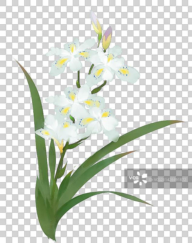 白色花卉系列鸢尾花图片素材