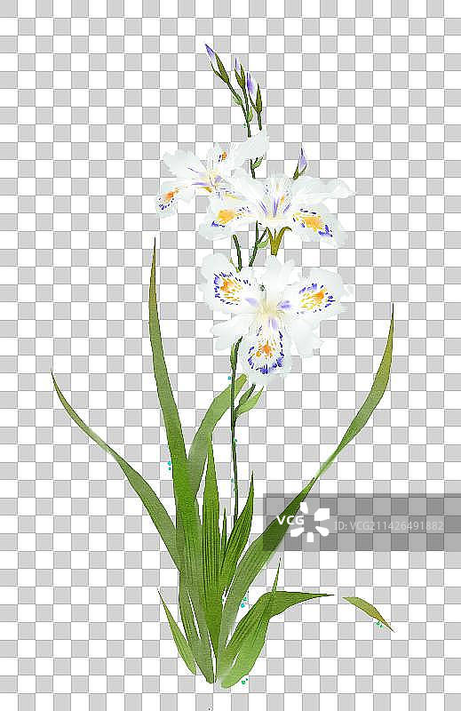白色花卉系列鸢尾花图片素材
