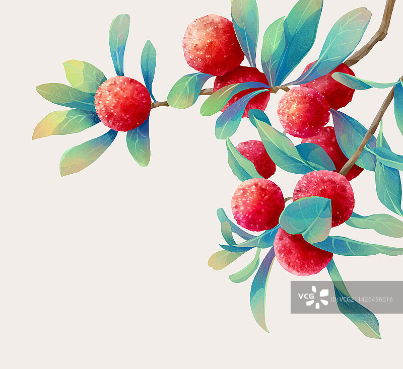 杨梅图片素材