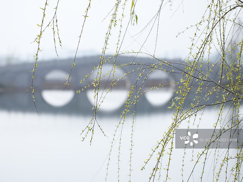 溪柳自摇沙水清图片素材