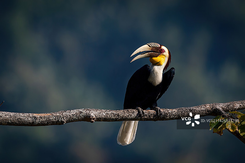 中国犀鸟谷的花冠皱盔犀鸟-1图片素材