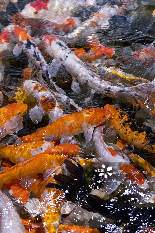 一群锦鲤在水中游动觅食特写图片素材