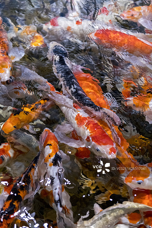 一群锦鲤在水中游动觅食特写图片素材