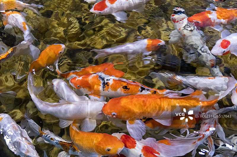 一群锦鲤在水中游动觅食特写图片素材