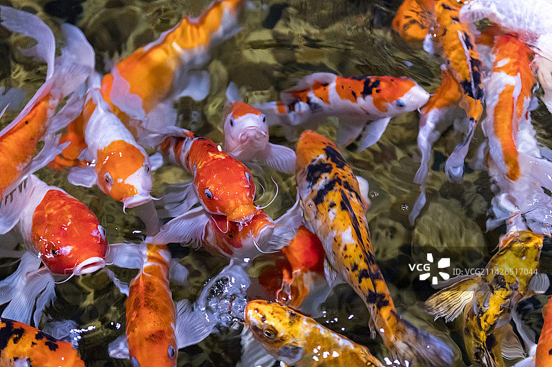 一群锦鲤在水中游动觅食特写图片素材