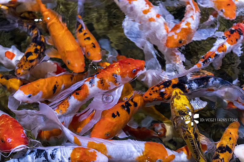 一群锦鲤在水中游动觅食特写图片素材