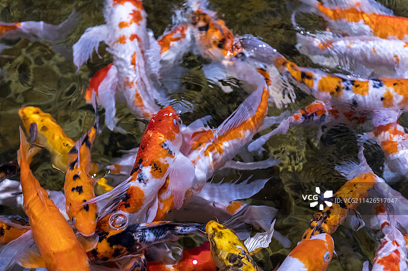 一群锦鲤在水中游动觅食特写图片素材