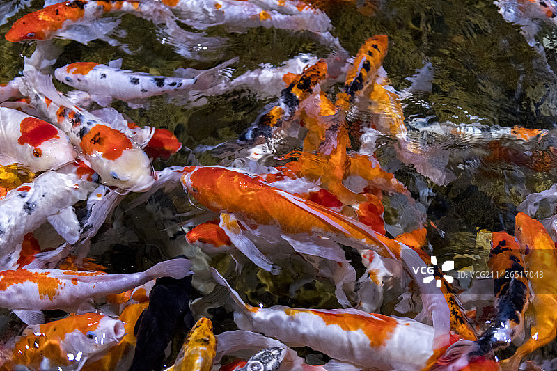 一群锦鲤在水中游动觅食特写图片素材