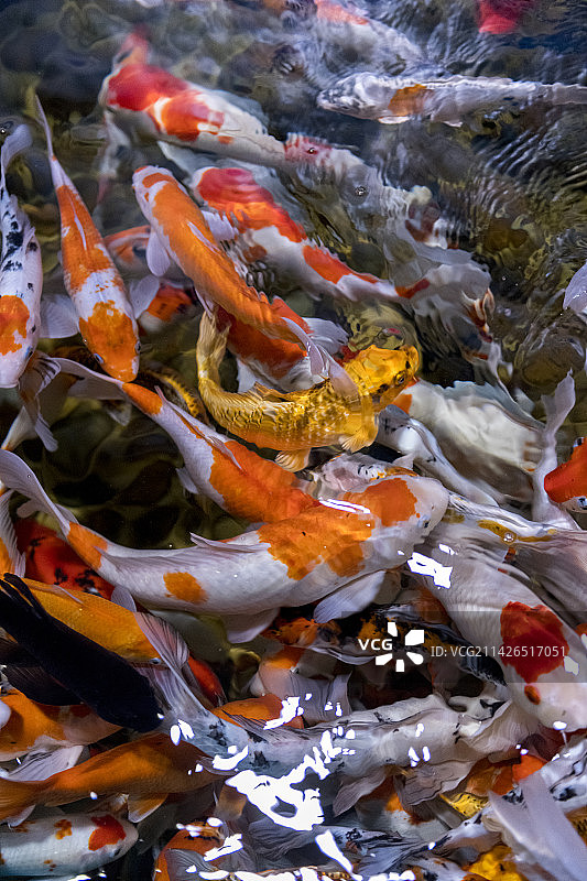 一群锦鲤在水中游动觅食特写图片素材