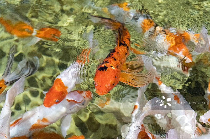 一群锦鲤在水中游动觅食特写图片素材